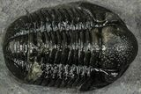 Detailed Gerastos Trilobite Fossil - Morocco #351276-1